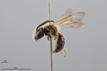 Media type: image;   Entomology 774085 Aspect: habitus lateral view